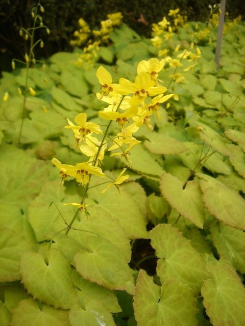 Epimedium perralderianum
